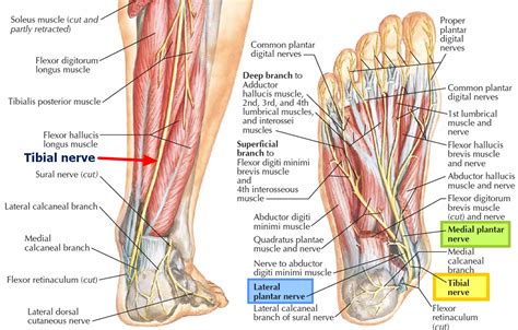 Tarsal tunnel syndrome symptoms, causes, diagnosis, prognosis & treatment