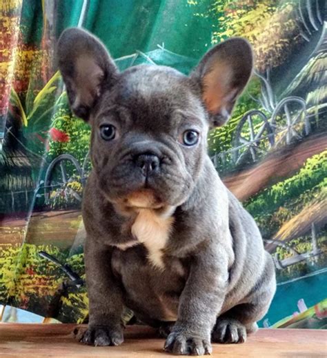 Vendita cucciolo Bouledogue da Privato a Roma ottimi cuccioli di ...