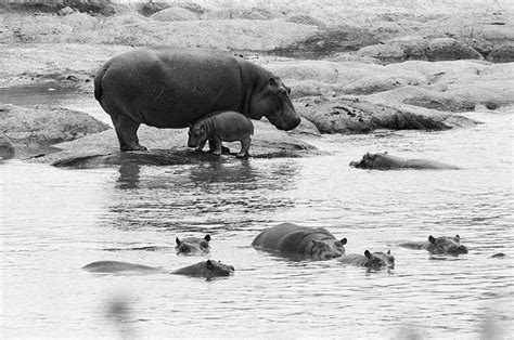 17 Best images about Hippo's on Pinterest | Africa, Hungry hungry hippos and Baby hippo