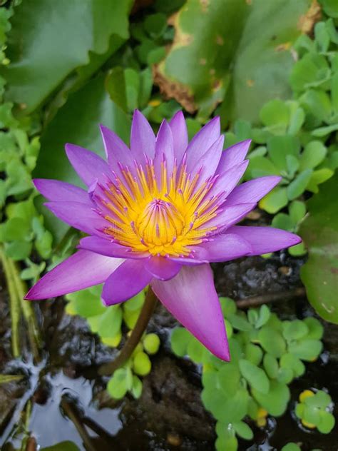 Nil Manel Mala . the National Flower of Sri Lanka Stock Photo - Image ...