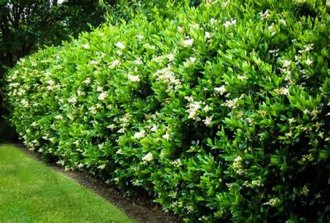 Wavy Leaf Privet Ligustrum | Florida gardening, Landscape design, Garden landscaping