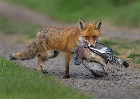 Animals and their Prey - Animals photo contest | Photocrowd photo ...