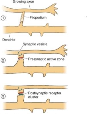 Synaptogenesis Diagram | Quizlet