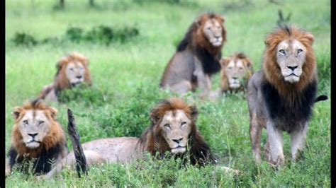 6 Male Lions Together - Latest Sightings - YouTube