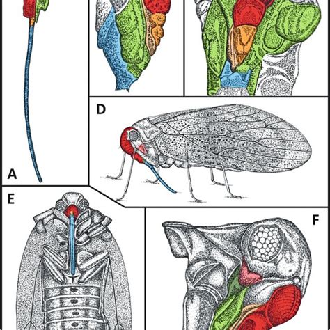 Tabanidae Mouthparts