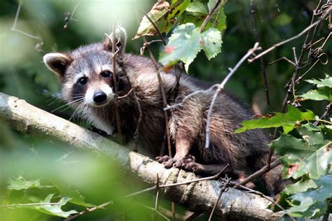 Raccoon Rabies Vaccine is "Garbage" | Article | The United States Army