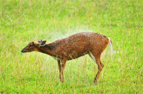 Premium Photo | Barking deer