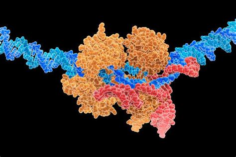 CRISPR: Your guide to the gene editing revolution | New Scientist