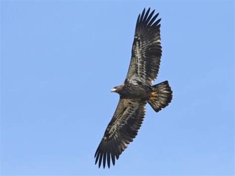 Juvenile Bald Eagle In Flight