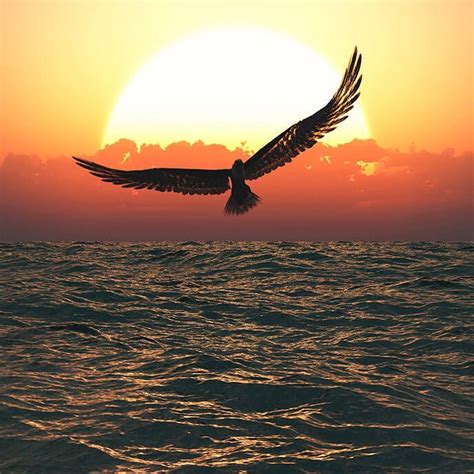 Large Bird flying over the ocean at sunset image - Free stock photo - Public Domain photo - CC0 ...