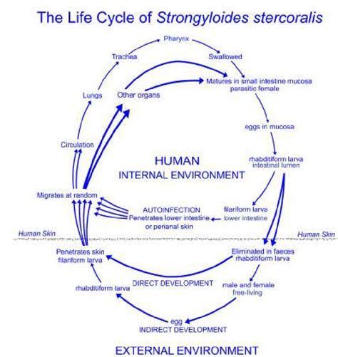 Schematic representation of the life cycle of Strongyloides ...