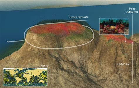 Infographic: Seamounts | Oceana USA