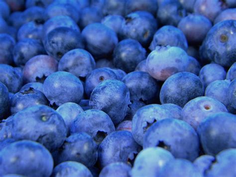 Free Images : table, plant, fruit, berry, ripe, food, produce, blueberry, fresh, blue, juicy ...