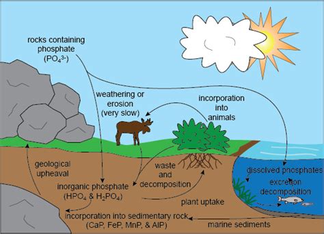 Simple Phosphorus Cycle Diagram