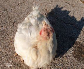 FOWL CHOLERA - Diseases of Poultry - The Poultry Site | The Poultry Site