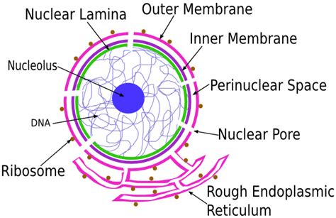 Nuclear Membrane: Definition, Functions & Quiz | Study.com