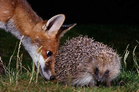 Garden photography reveals a world of hedgehogs and foxes - BBC News