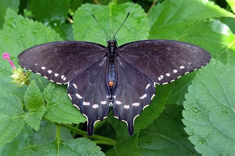 MOSI Outside: Pipevine Swallowtail