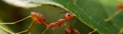 19 Ant Facts: Fun Facts About The Tiny Powerhouse