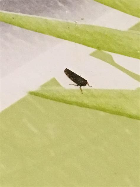 Found this bug in my home jumping around : r/whatsthisbug