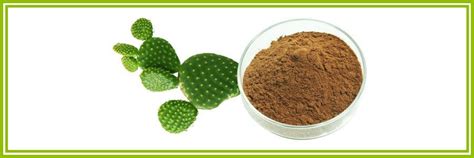 Cactus Extract, Prickly Pear Powder, Hoodia Gordonii Extract Suppliers