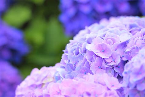 Download Macro Purple Flower Flower Nature Hydrangea 4k Ultra HD Wallpaper