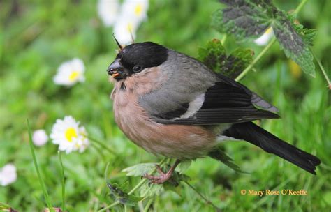 Raw Birds: EURASIAN BULLFINCH (Female) Pyrrhula pyrrhul Broadmeadow Estuary, Swords, Co. Dublin ...