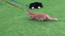 Herding Cats GIFs | Tenor