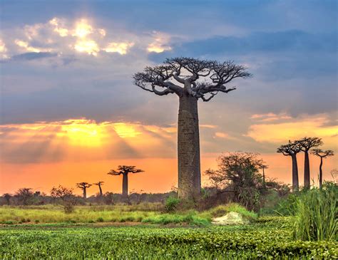 Baobab tree | Inhabitat - Green Design, Innovation, Architecture, Green Building