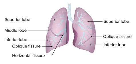 Lungs: Anatomy | Concise Medical Knowledge