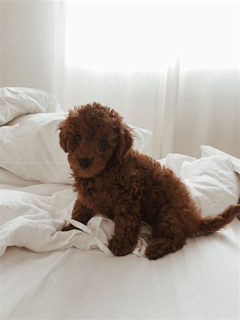 Pin by Katie Pack on Cute animals | Red poodle puppy, Poodle puppy ...