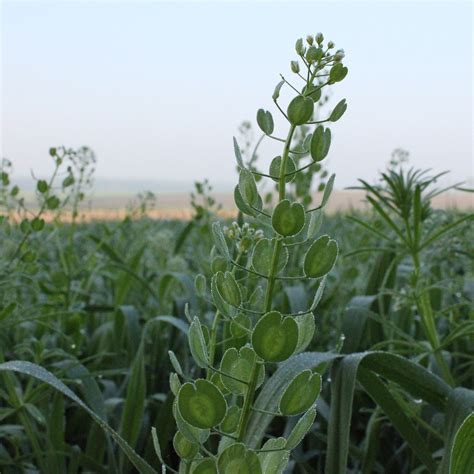 Stinkweed | Weed identification guide for Ontario crops | ontario.ca