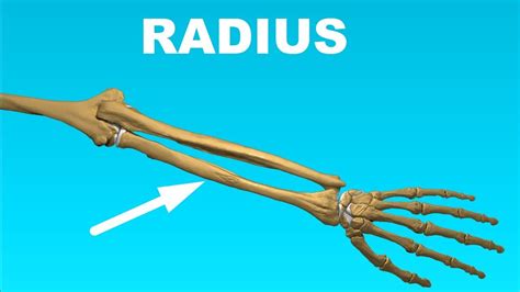 Radius Anatomy - Forearm Bones #6 - YouTube