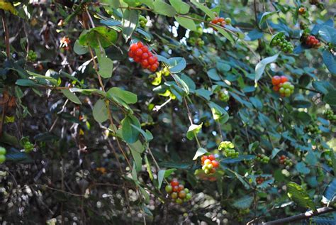 Mendonoma Sightings: Honeysuckle Berries are ripening in the warm ...