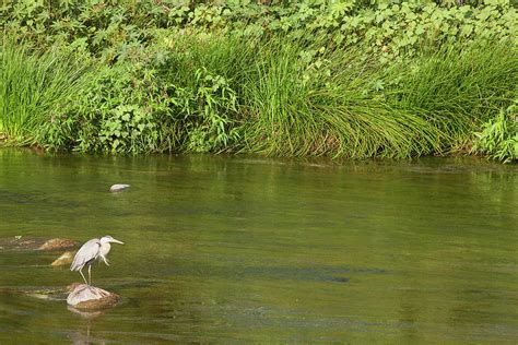 LA River Wildlife Photograph by Ram Vasudev - Fine Art America