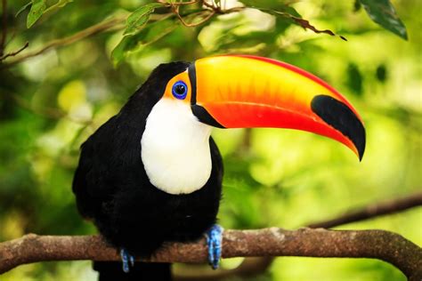 Adopt A Toucan