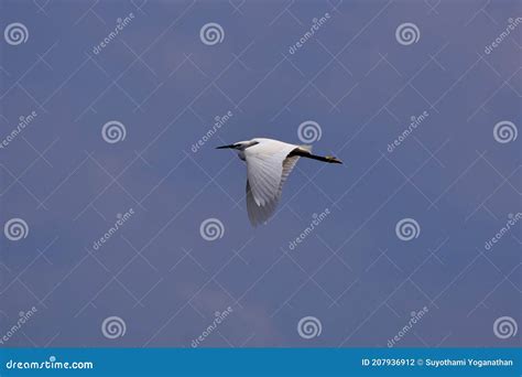 Flying Egret Bird in a Blue Sky Stock Photo - Image of egret, wallpaper: 207936912