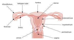 Enlarged Uterus In 2023: Causes, Symptoms, Treatment | UFC