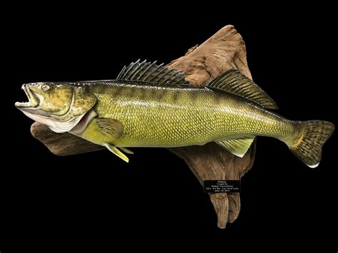 Walleye Fish Mount and Fish Replicas | Coast-to-Coast