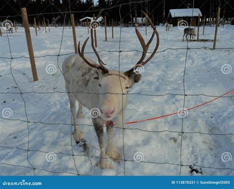 Visiting a Reindeer Farm in Finnish Lapland Stock Image - Image of ...