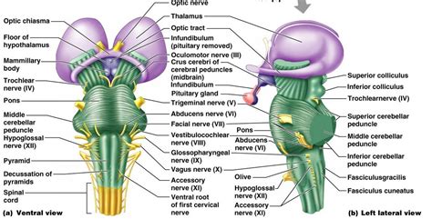 crus cerebri - Google Search | Brain anatomy and function, Brain stem, Brain anatomy