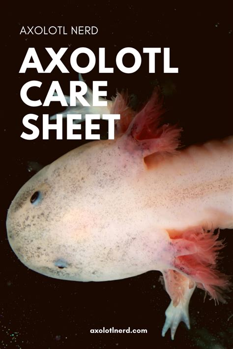 Axolotl Care Guide Axolotl Care Axolotl Axolotl Pet | Images and Photos ...