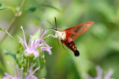 Urban Wildlife Guide: A Hummingbird Clearwing Moth