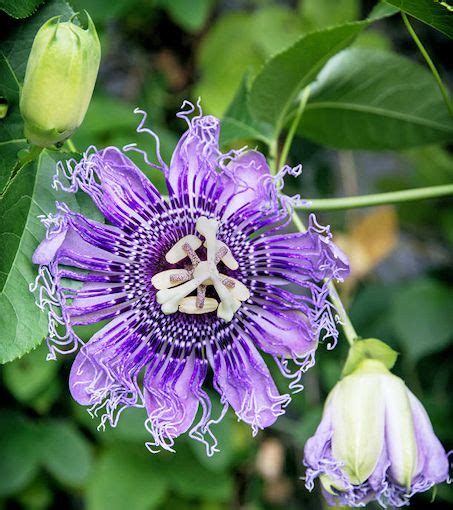 Purple Passion Flower (Passiflora incarnata) Plants