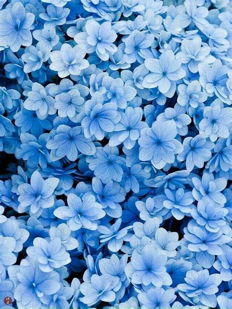 °flower × beauty | Blue aesthetic, Blue flowers, Blue aesthetic pastel