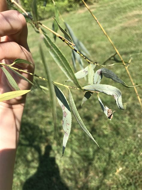 Black Canker of Willow - Purdue Landscape Report