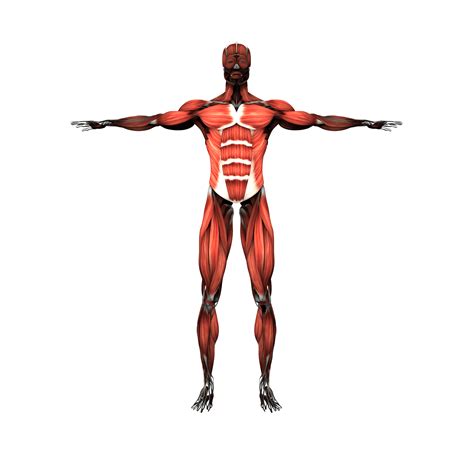 Skeletal Muscle Muscular System Myocyte Human Body Png Clipart | My XXX Hot Girl