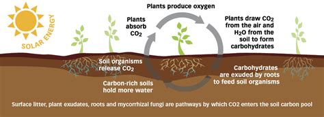 What is Carbon Farming: How It Works and What We Still Don’t Know.