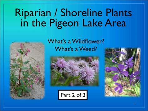 Riparian plants part 2 display version