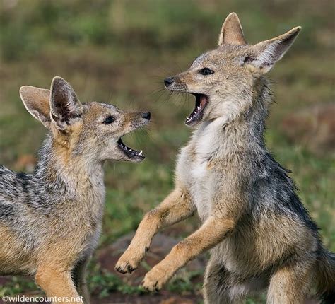 0369 - Jackal pups playing, Masai Mara, Kenya | African animals, Wild dogs, Wolf dog